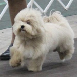 Meet your Posher, Posh